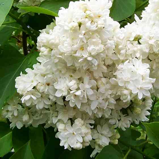 Саджанці бузку Монблан (привитий) - 2-річний Чернівці