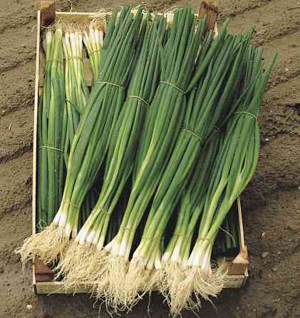 Семена лука Параде 100 семян Bejo Zaden, Нидерланды Винница