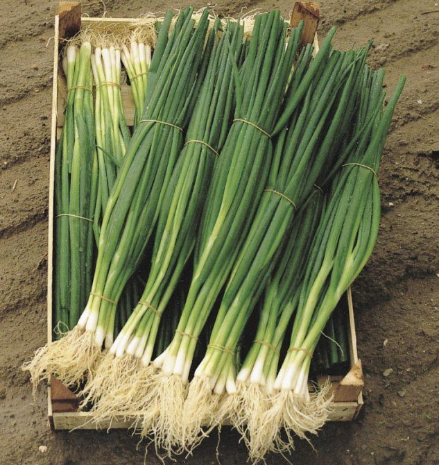 Насіння лука Параде 100 насіння Bejo Zaden, Нідерланди Вінниця - фото 2