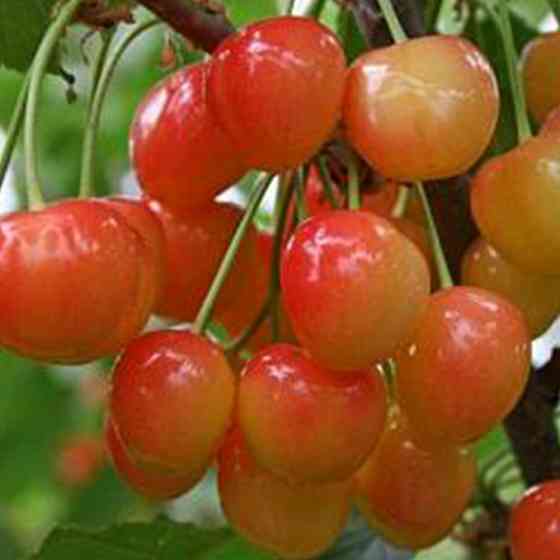 Саджанці черешні Райнер (привитий) - 2-річний Чернівці