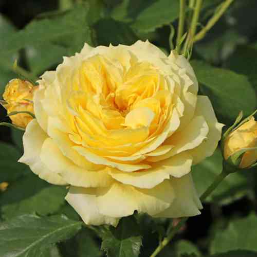 Саджанці троянд Чайна Герл (привитий) - 2-річний Чернівці