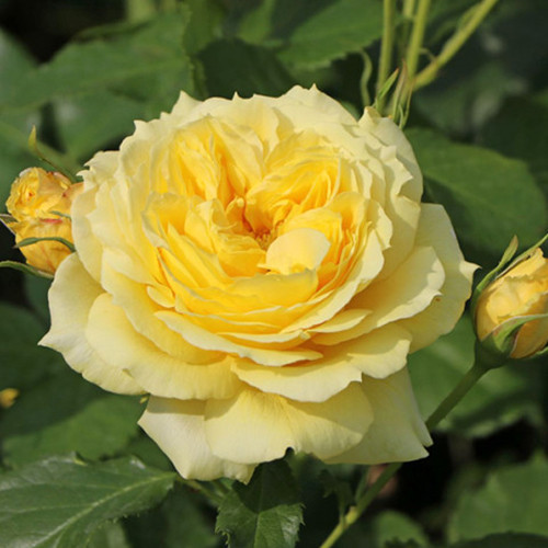 Саджанці троянд Чайна Герл (привитий) - 2-річний Чернівці - фото 1