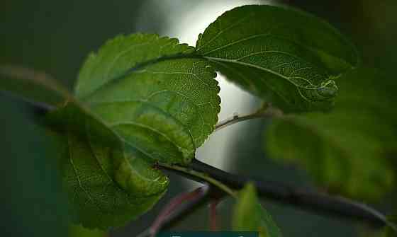 Объектив Sigma/ NIKON 150mm 1:2.8 APO macro EX DG HSM Киев