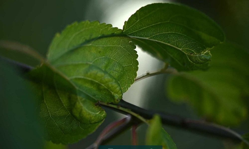 Об'єктив Sigma/NIKON 150mm 1:2.8 APO macro EX DG HSM Київ - фото 3