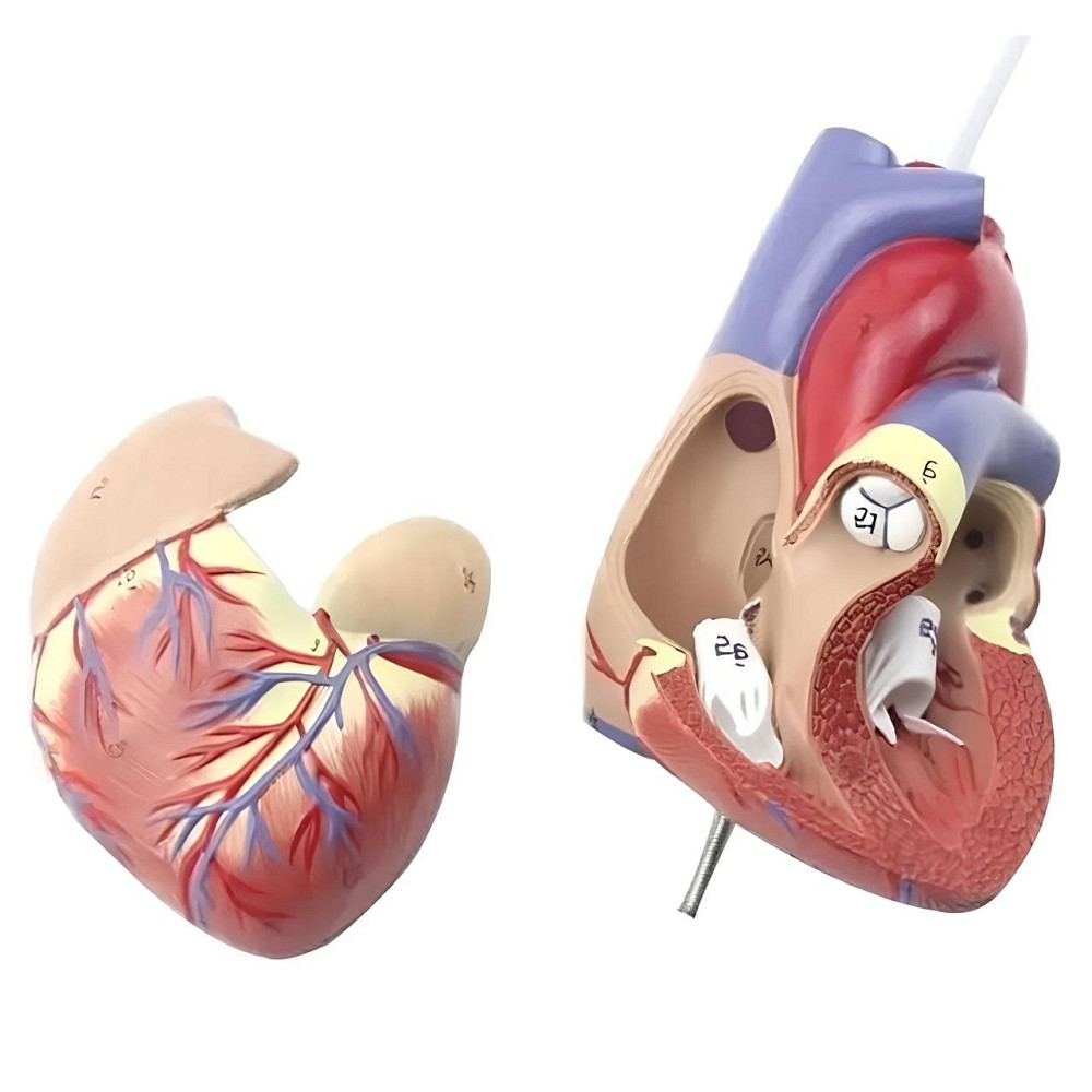 Анатомічна модель серця людини RESTEQ 1:1 — розбірна модель для вивчення будови та кровообігу Київ - фото 4