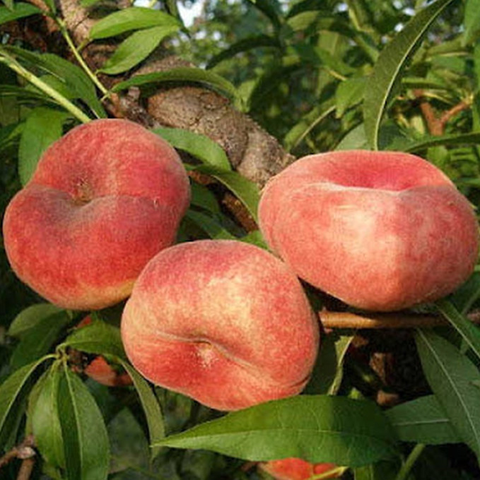 Саджанці персика Уфо 5 (привитий) - 2-річний Чернівці - фото 1