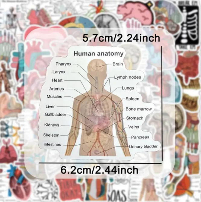 Вінтажні Анатомічні наліпки "Органи людини". Водонепроникні вінілові естетичні наліпки набір 50 шт., Київ - фото 3