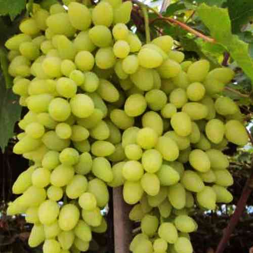 Саженцы винограда Долгожданный (черенкованный) - 2-летний Черновцы