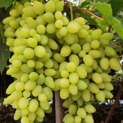 Саженцы винограда Долгожданный (черенкованный) - 2-летний Черновцы - изображение 1