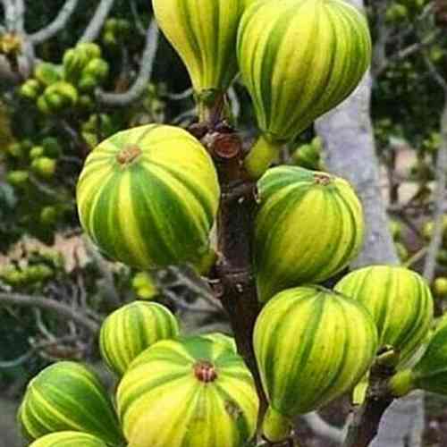 Саженцы инжира Панаше (черенкованный) - 2-летний Черновцы