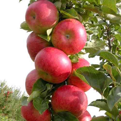 Саженцы колонновидной яблони Останкино (привитый) - 1-летний Черновцы