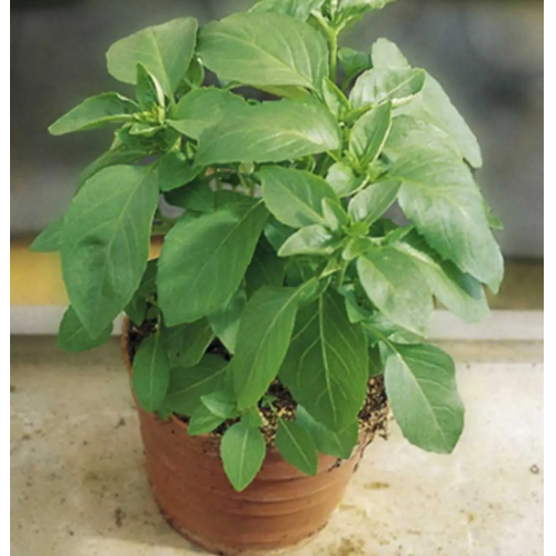 Базилік Містер Барнс зелений 0,5гр Професійне насіння Житомир - фото 3