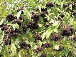 Ягоди бузини (Ягоды бузины) 100г master sem Киев - изображение 3