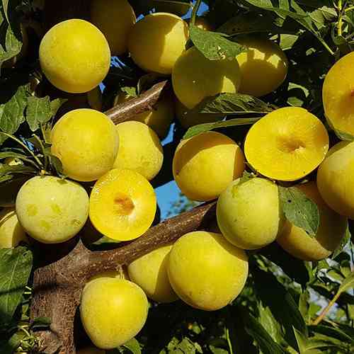 Саженцы диплоидной сливы Широ (привитый) - 2-летний Черновцы