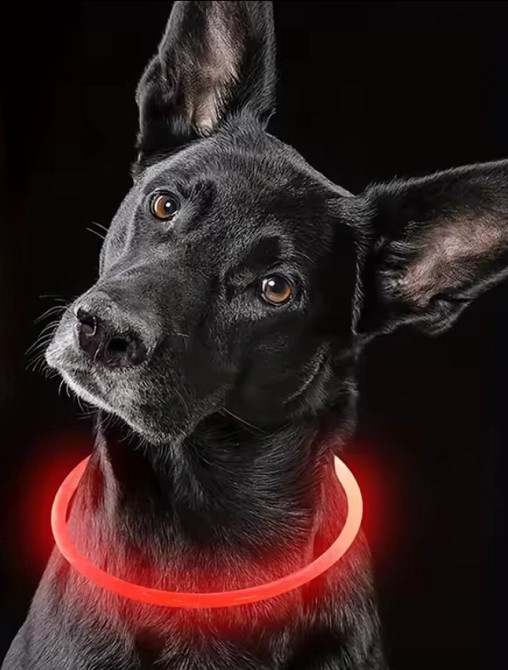 Светящийся ошейник для собак или котов с USB зарядкой имеет три режима свечения L 70 см красный Киев - изображение 3