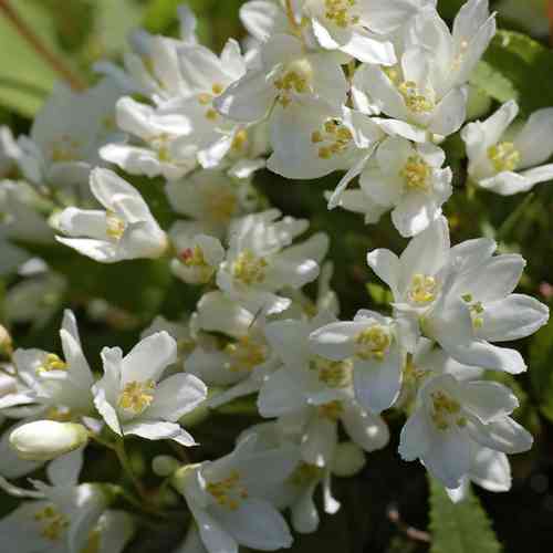 Саджанці дейції Нікко (черенкований) - 2-річний Чернівці