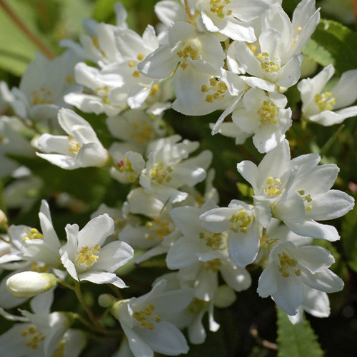 Саджанці дейції Нікко (черенкований) - 2-річний Чернівці - фото 1