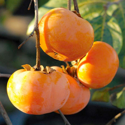 Саженцы хурмы Вебер - 1-летний Черновцы - изображение 1