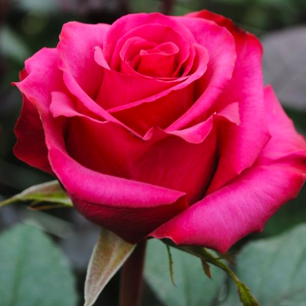 Саджанці чайно-гібридних троянд Розбери (привитий) Чернівці - фото 1