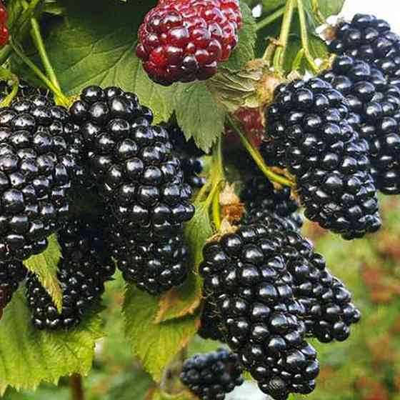 Саджанці ожини Натчез (черенкований) - 1-річний Чернівці