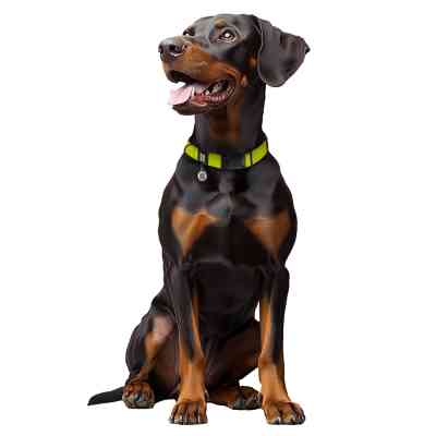 Ошейник для животных WAUDOG Magnet c QR паспортом, магнитная пряжка-фастекс L лимонный (279626) Винница