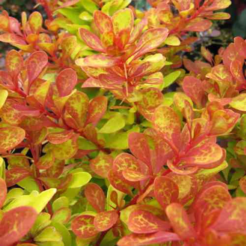 Саженцы барбариса Дьявольский (черенкованный) - 2-летний Черновцы