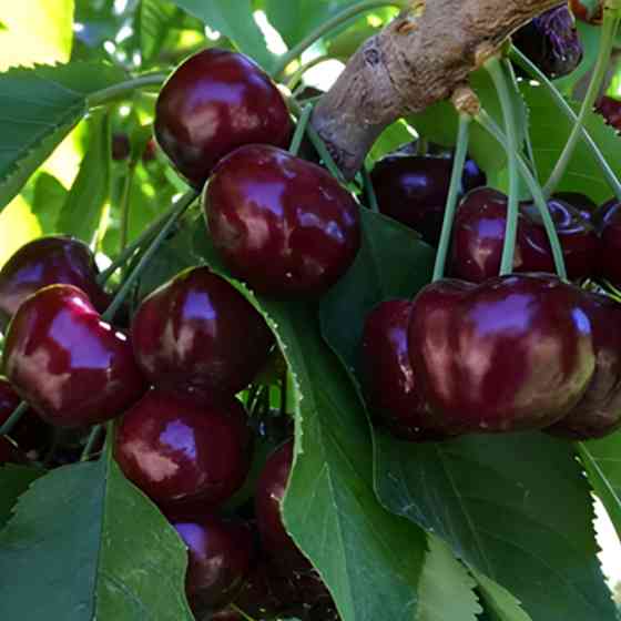 Саджанці черешні Нектарна (привитий) - 1-річний Чернівці