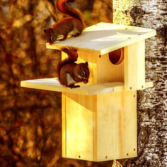 Домик для белок 