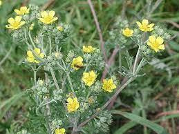 Лапчатка серебристая, 100г master sem Киев - изображение 1