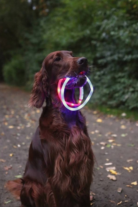 Нашийник для собак середній 12895 Луцьк - фото 3