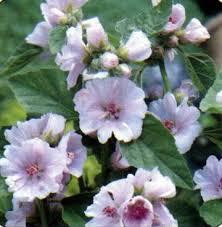 Корінь алтея (Корень алтея) 100г master sem Киев - изображение 3