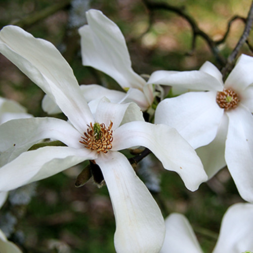 Саженцы магнолии Кобус (привитый) - 3-летний Черновцы - изображение 1