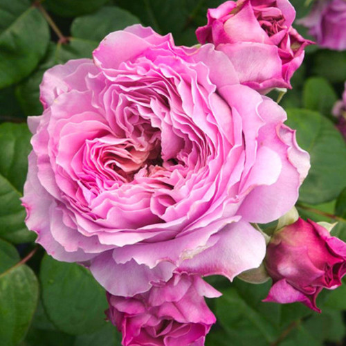 Саженцы роз Айсфогель (привитый) - 2-летний Черновцы - изображение 1