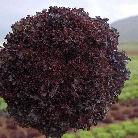 Семена Салат Бахус (15 семян) среднеранний, Vilmorin Винница