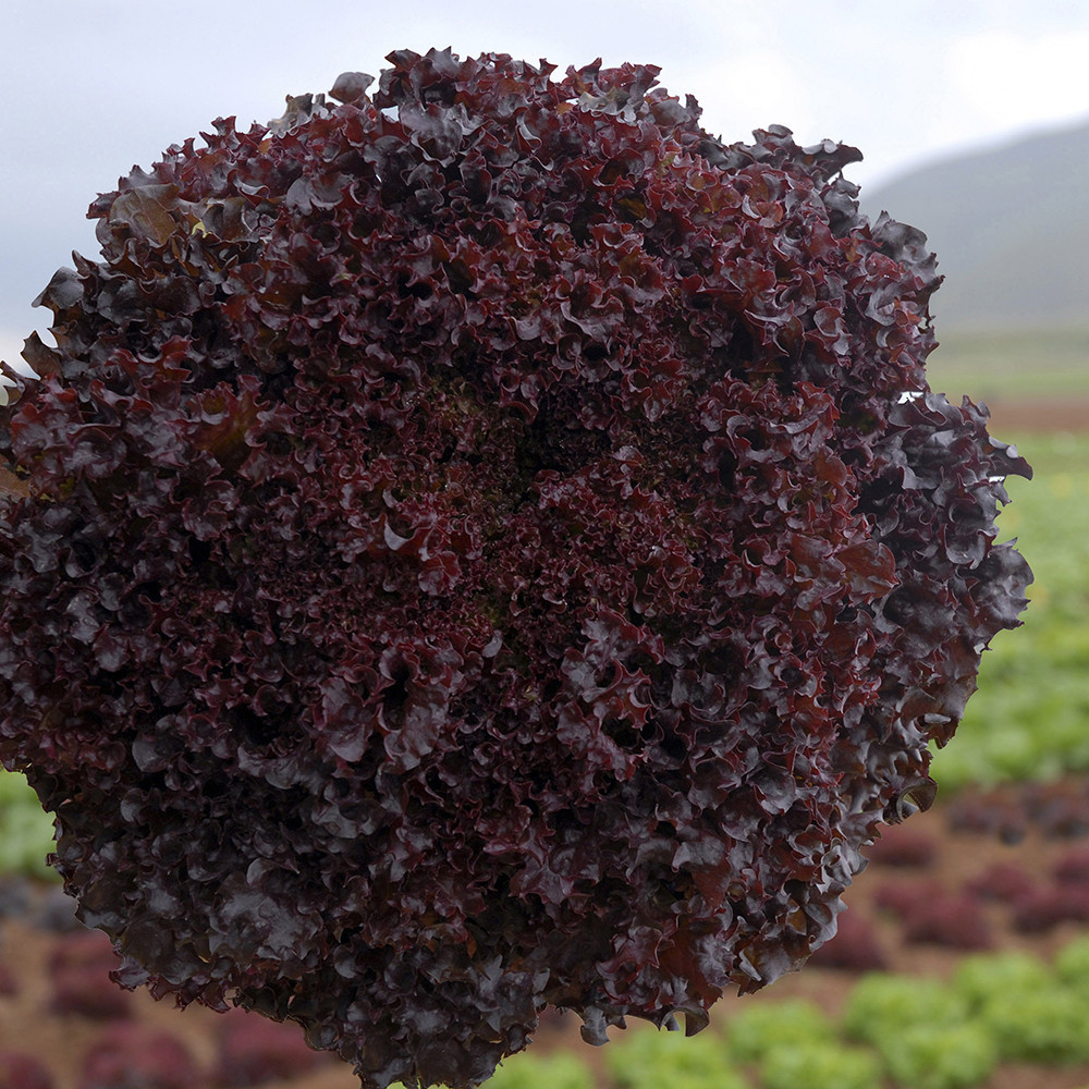 Семена Салат Бахус (15 семян) среднеранний, Vilmorin Винница - изображение 1