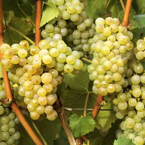 Саженцы винограда Солярис (черенкованный) - 2-летний Черновцы