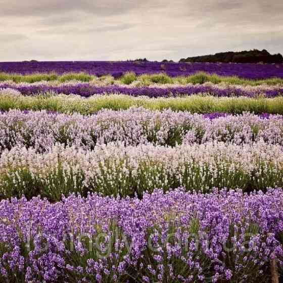 Дворічні сформовані саджанці лаванди рожевого кольору Loddon Pink Ірпінь