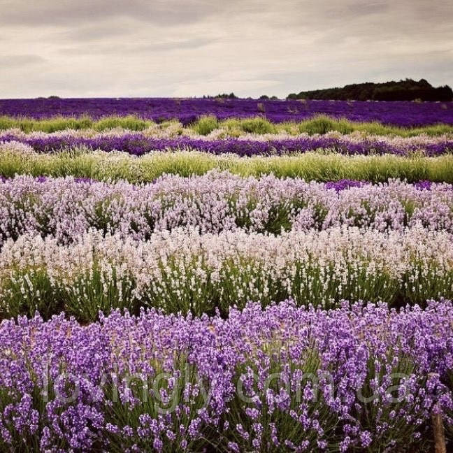 Дворічні сформовані саджанці лаванди рожевого кольору Loddon Pink Ірпінь - фото 6