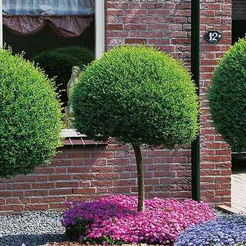 Саджанці вишні на штамбі Кулеподібна (привитий) - 2-річний Чернівці