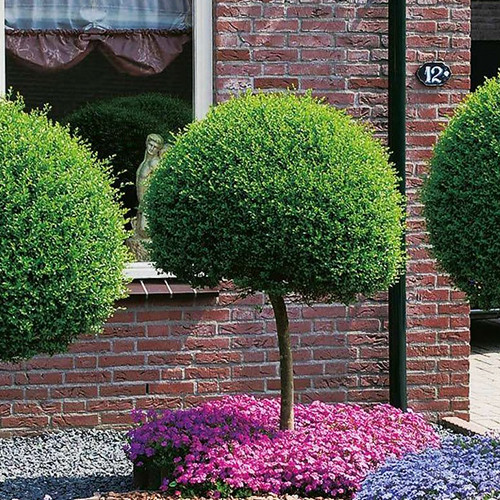 Саджанці вишні на штамбі Кулеподібна (привитий) - 2-річний Чернівці - фото 1