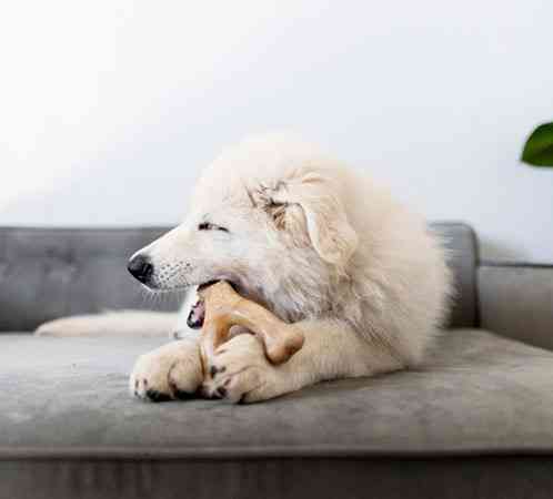 Жувальна іграшка для собак Бенебон Benebone Puppy Wishbone Bacon зі смаком бекону для цуценят до 27 кг (розмір M) Вінниця