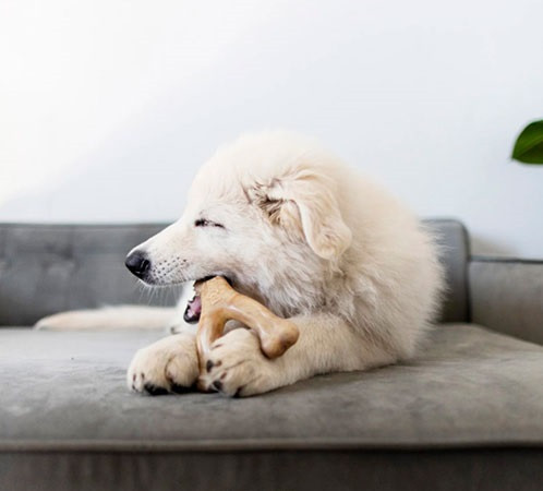 Жувальна іграшка для собак Бенебон Benebone Puppy Wishbone Bacon зі смаком бекону для цуценят до 27 кг (розмір M) Вінниця - фото 3