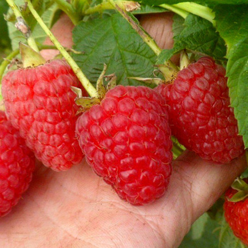 Саженцы малины Маравилла (черенкованный) - 1-летний Черновцы - изображение 1