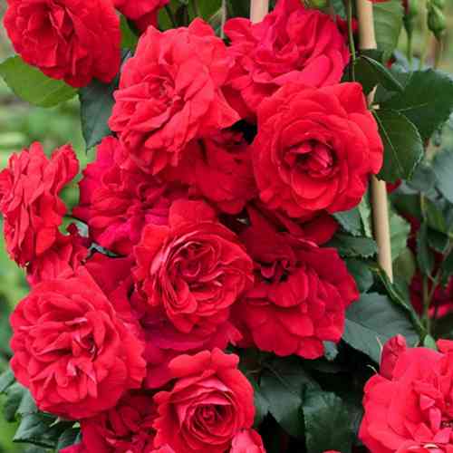 Саженцы роз Амадеус (привитый) - 2-летний Черновцы