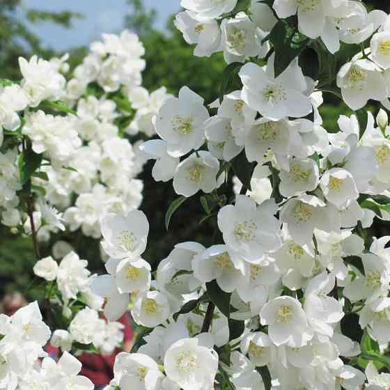 Саджанці жасмину Звичайний (черенкований) - 1-річний Чернівці