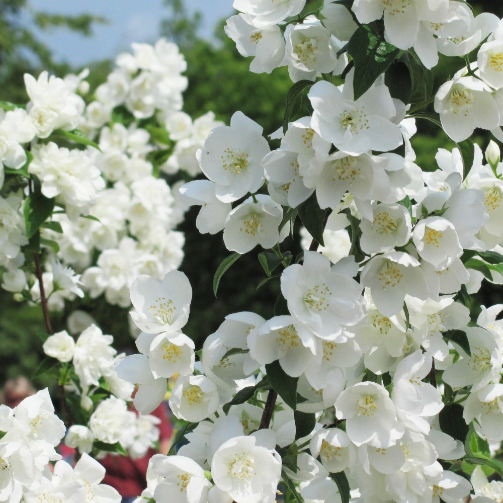 Саджанці жасмину Звичайний (черенкований) - 1-річний Чернівці - фото 3