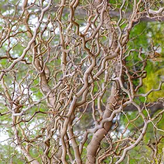 Саджанці звивистої шовковиці Тортуоза (привитий) - 1-річний Чернівці