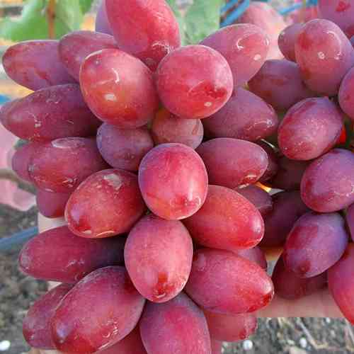 Cаджанці винограду Сані Дольче (черенкований) - 1-річний Чернівці