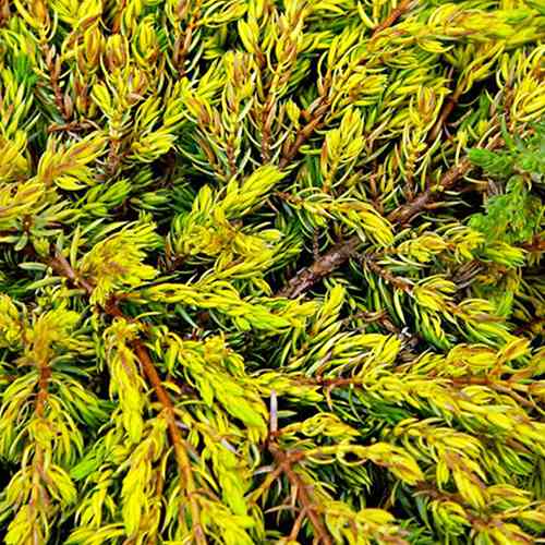 Саджанці ялівцю Голдшатц (черенкований) - 3-річний Чернівці