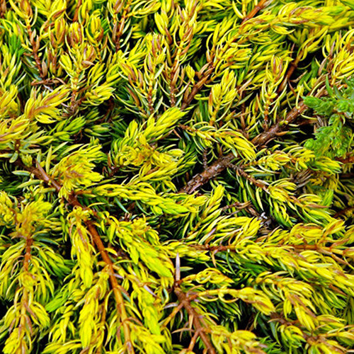 Саджанці ялівцю Голдшатц (черенкований) - 3-річний Чернівці - фото 1